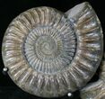 Paracoroniceras Ammonite Pair On Metal Stand #22844-1